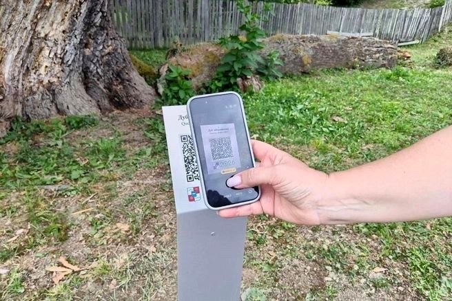 Иберийскому дубу в Сочи присвоили QR-код для сохранения истории
